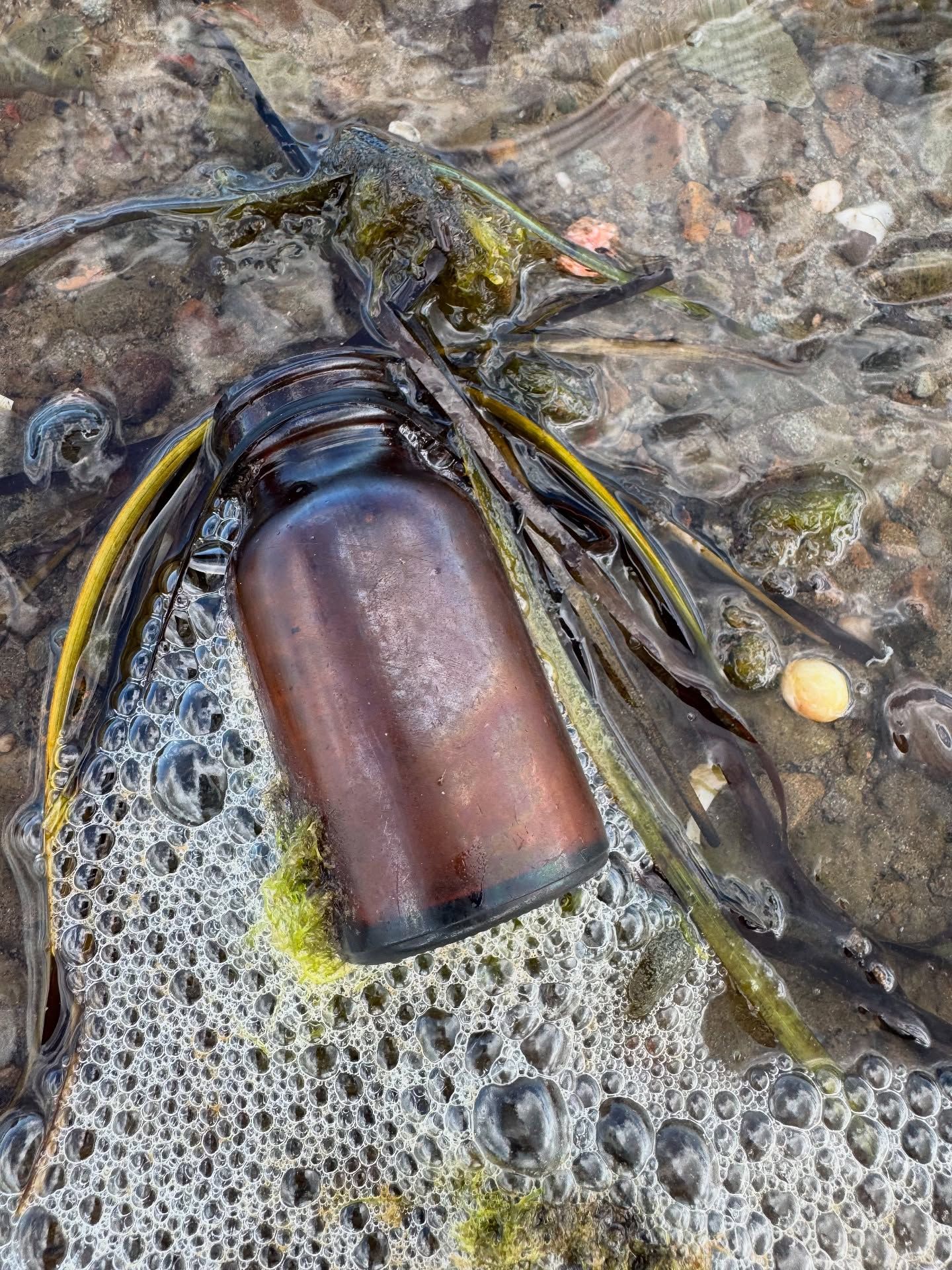 Starfish with tentacles in shallow tide pool surrounded by seaweed and shells.