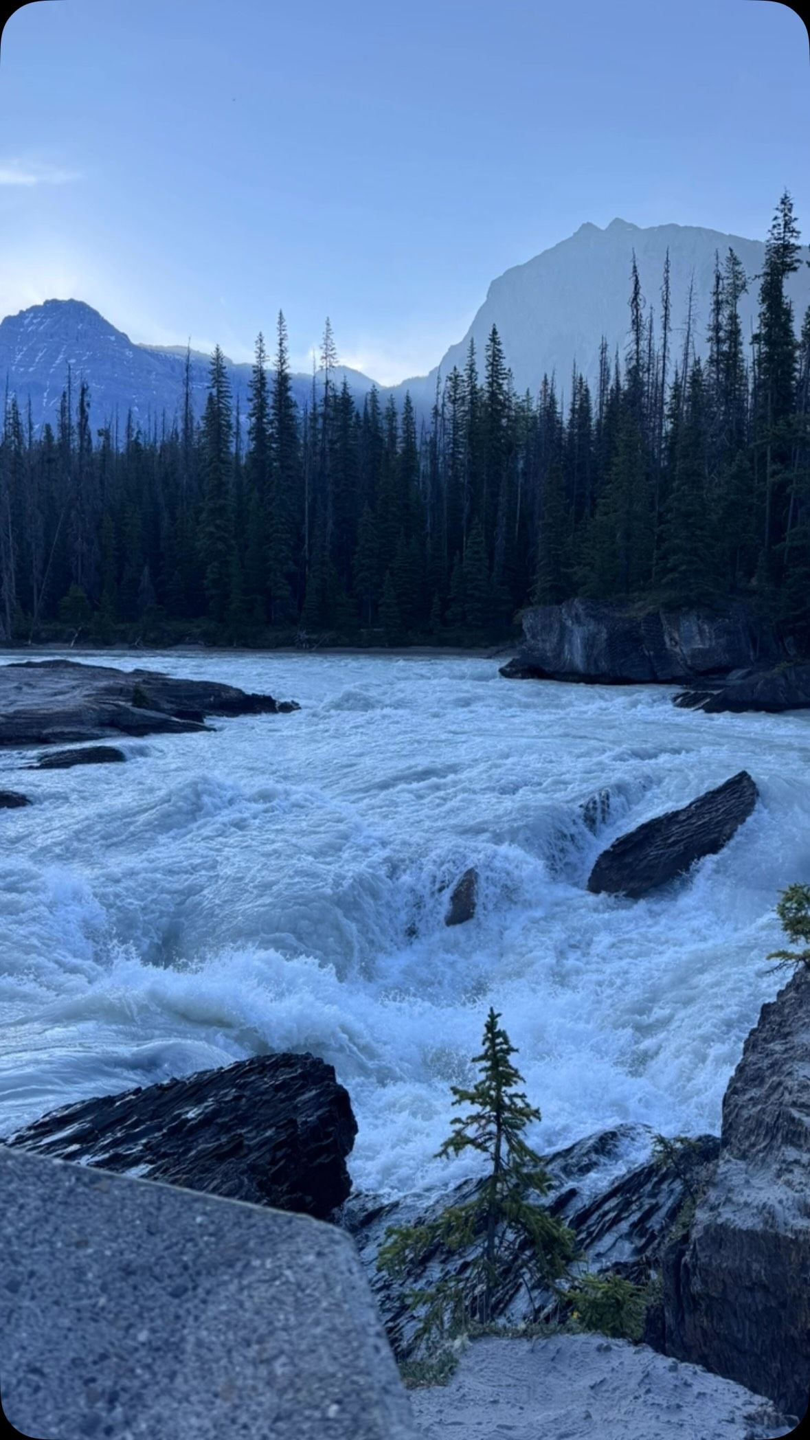 Rocky river with mountains and coniferous forest under clear blue sky.