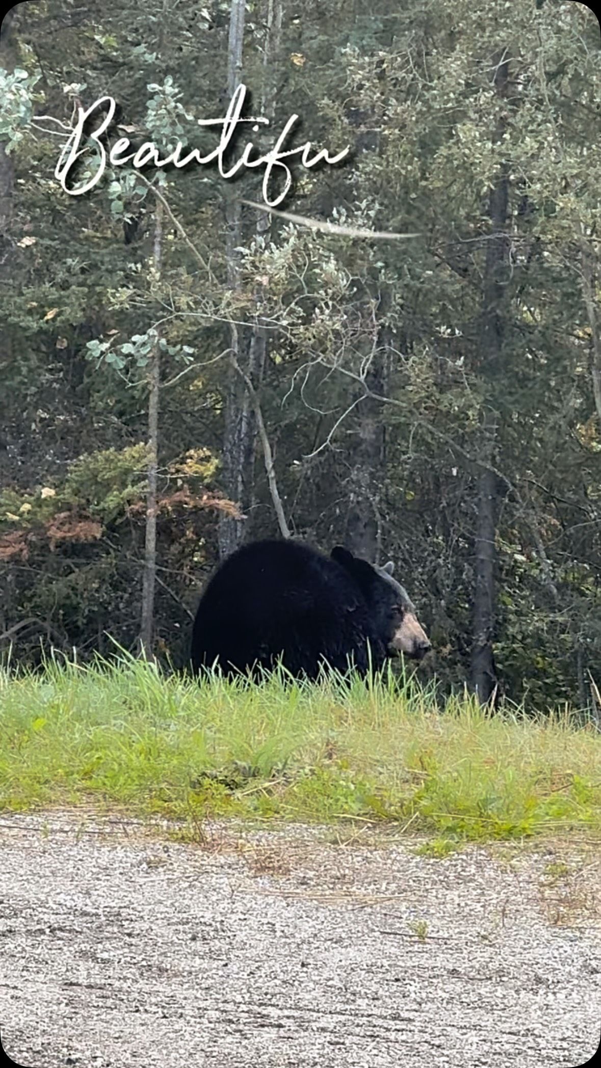 Black bear walking along forest road edge surrounded by tall trees.