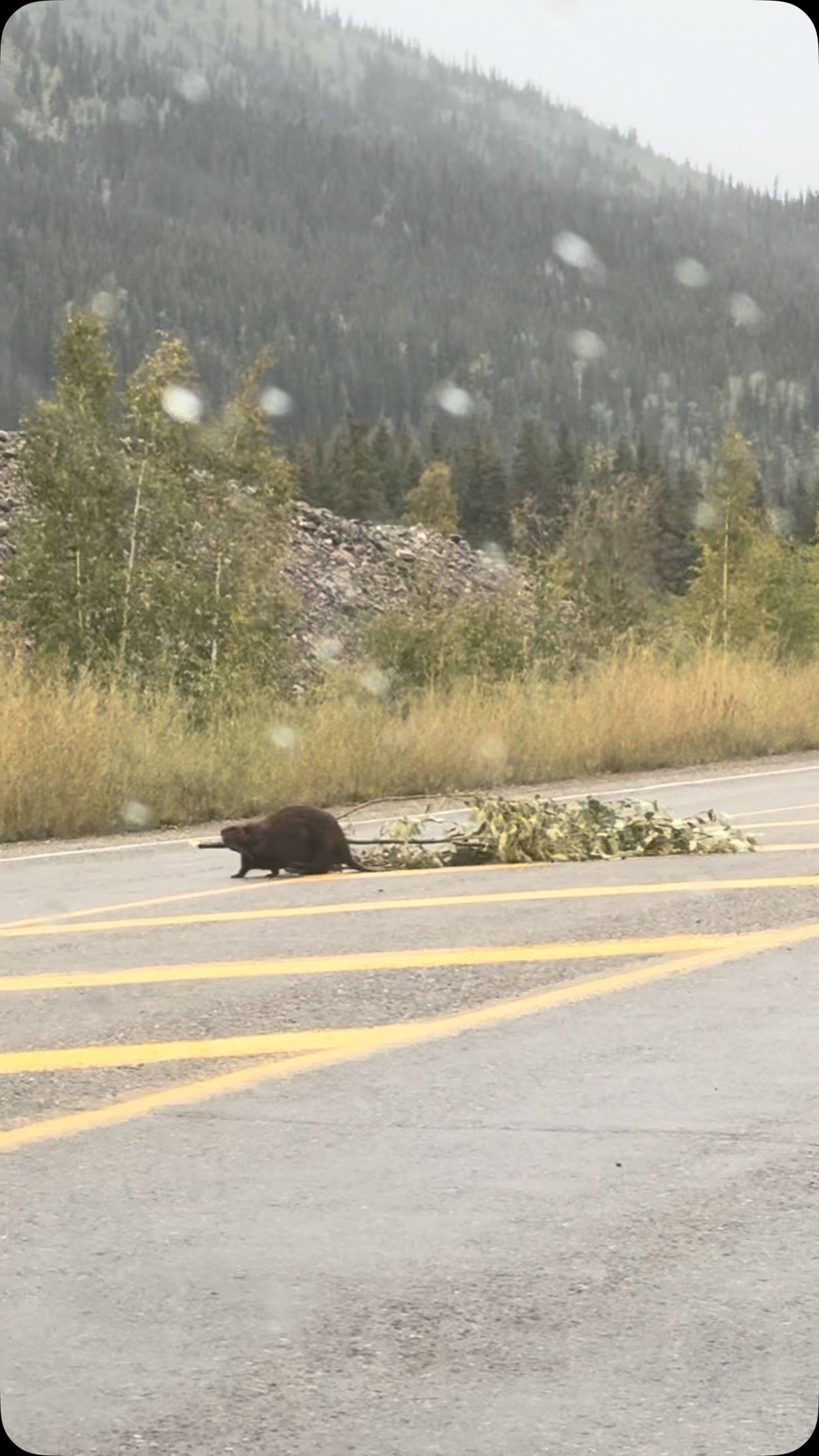 A black beaver crosses a highway with coniferous forest mountains behind it.