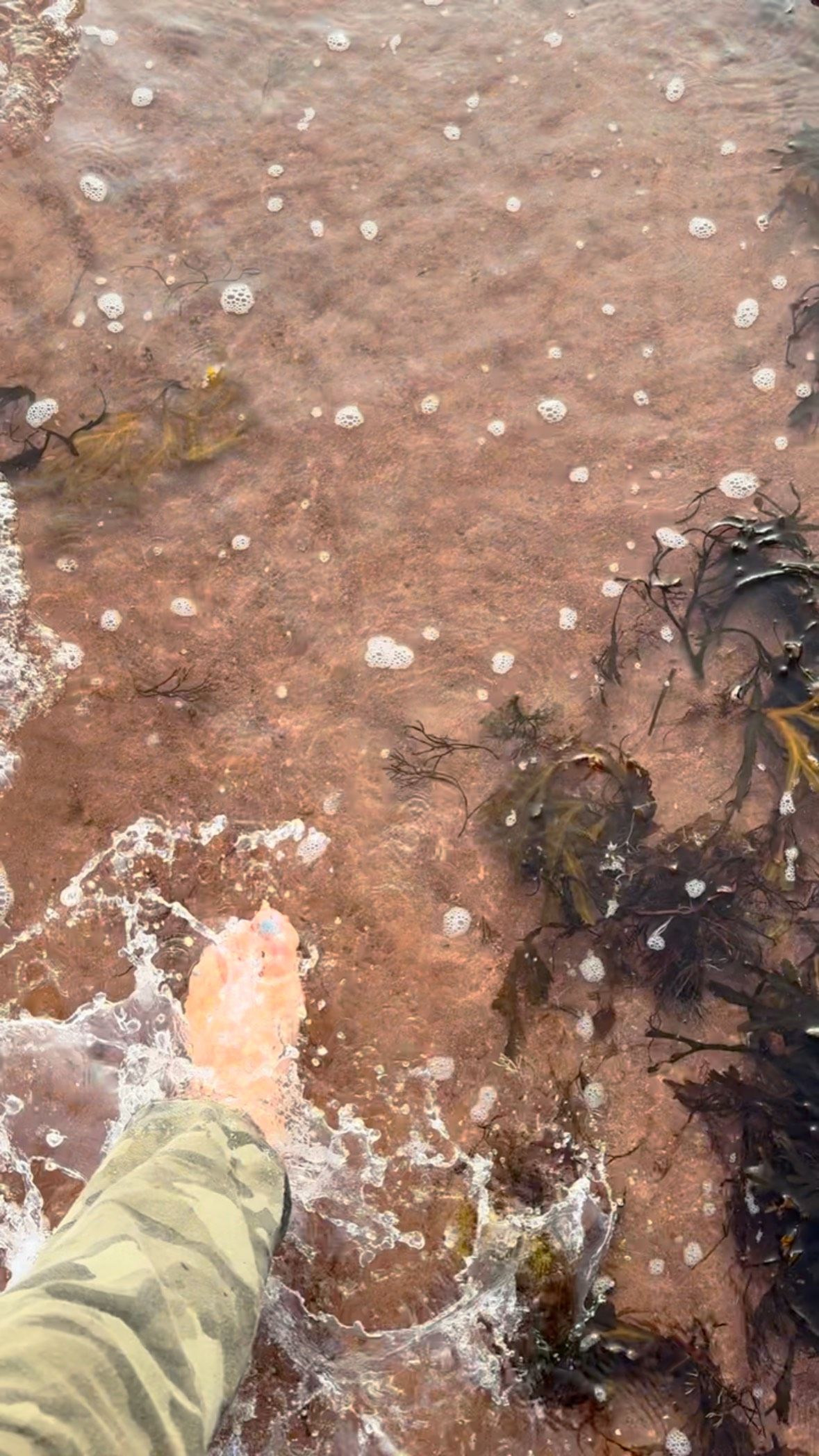 Person in yellow pants wading among tide pools scattered with white shells.