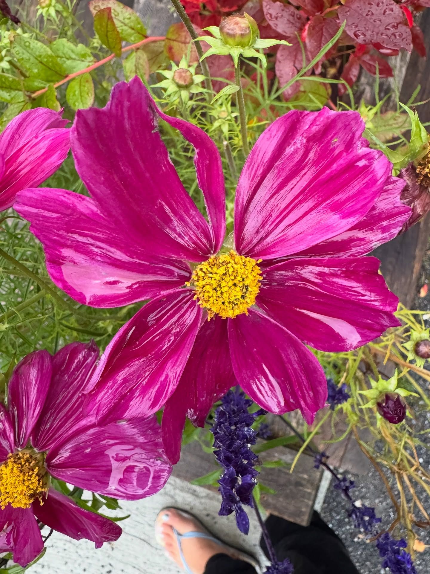 Bright magenta cosmos flower with yellow center and green foliage.