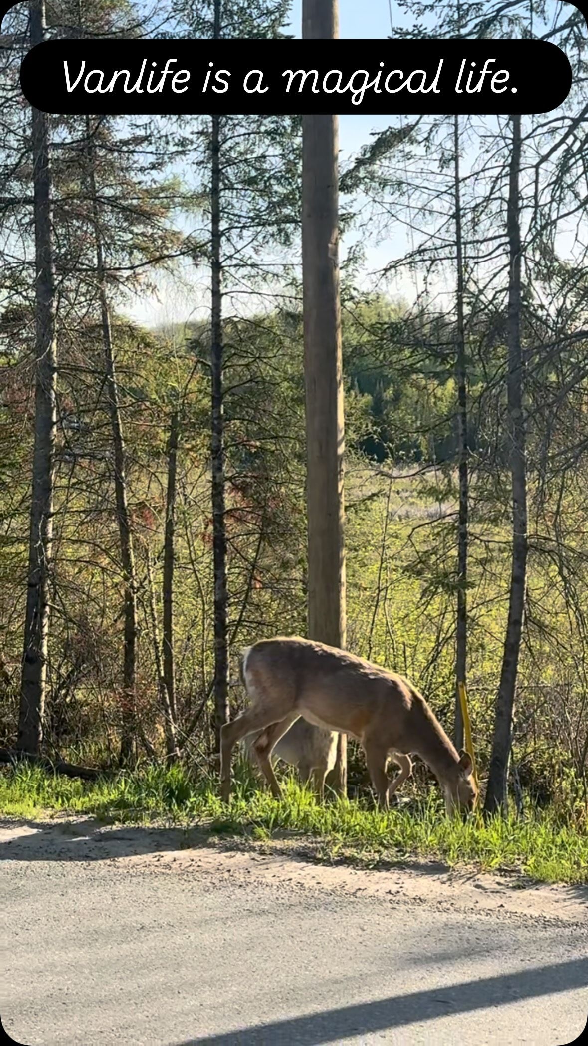 A brown deer grazes on forest grass and soil among coniferous trees.