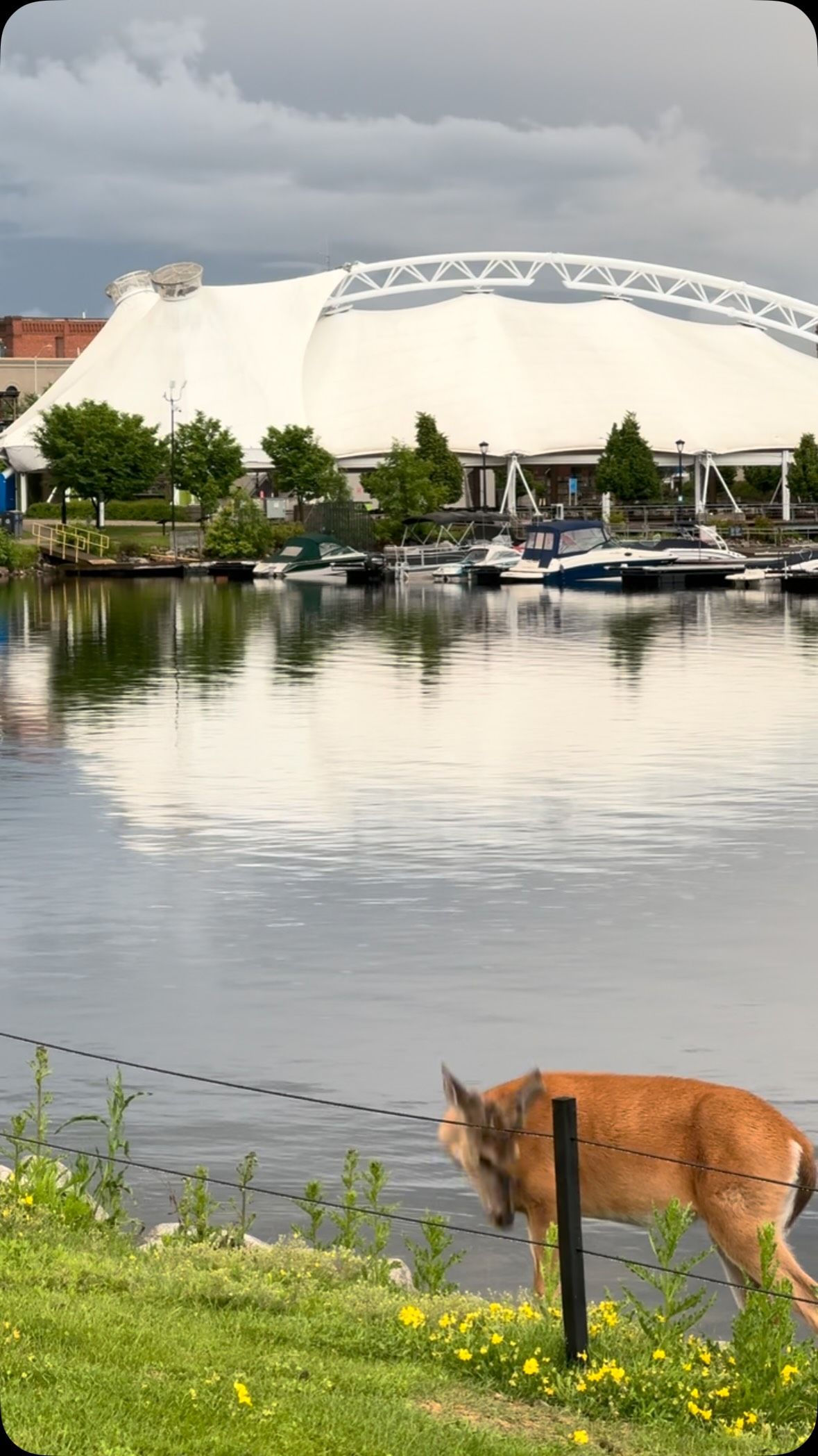 Brown deer stands by waterfront with boats and buildings behind.