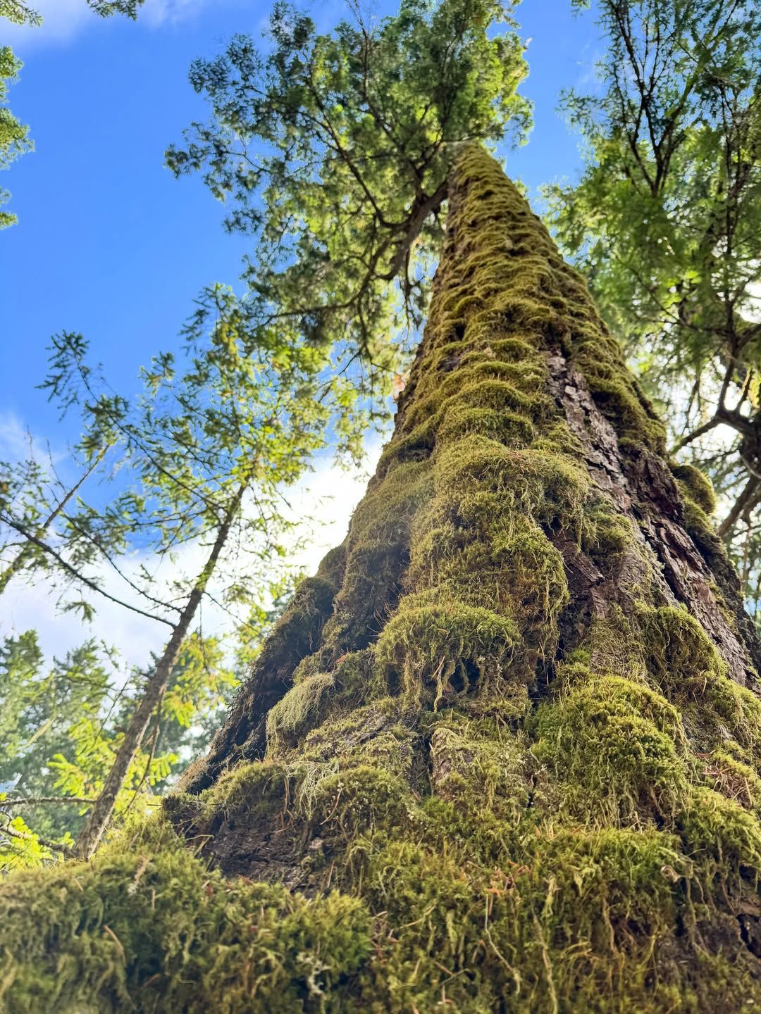 Tall tree trunk covered in thick golden-green moss in sunlit forest.