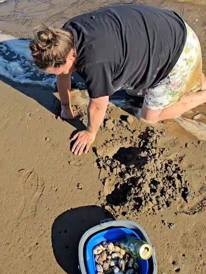 Person digging for clams on beach with bucket of collected shellfish nearby.