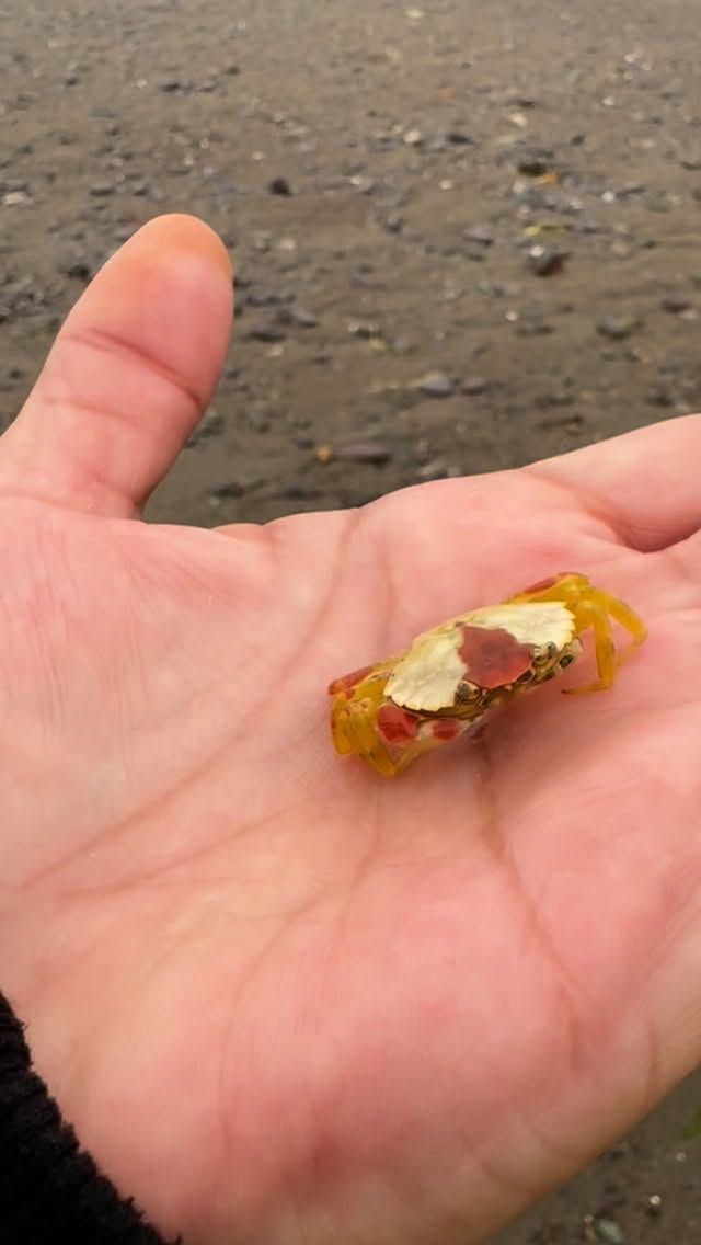 Hand holding a small amber-colored object found on a beach.