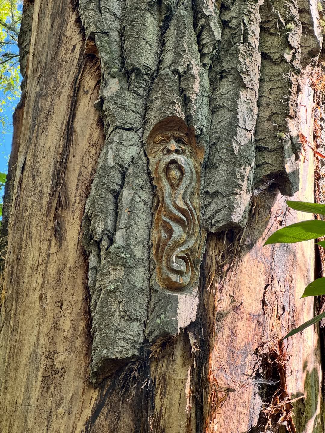 Carved face profile in tree bark with open mouth expression.