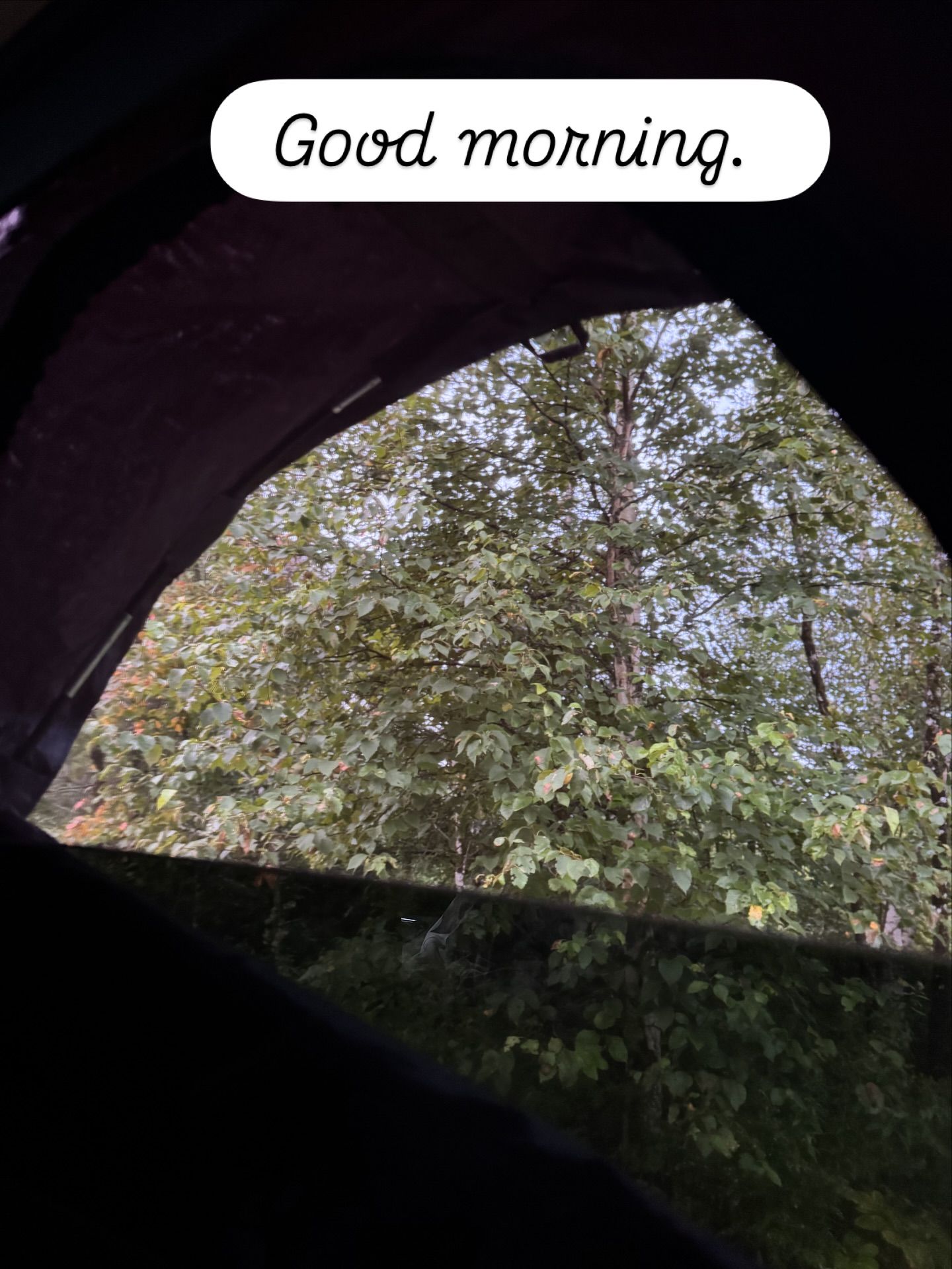 Trees and foliage viewed through a van window on a forest road.